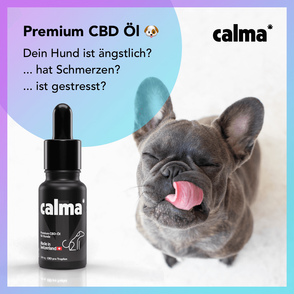 Olio CBD per cani 🐶