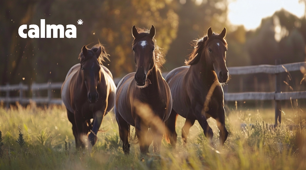 CBD Öl für Pferde: Erfahrung, Wirkung und Dosierung 🐴