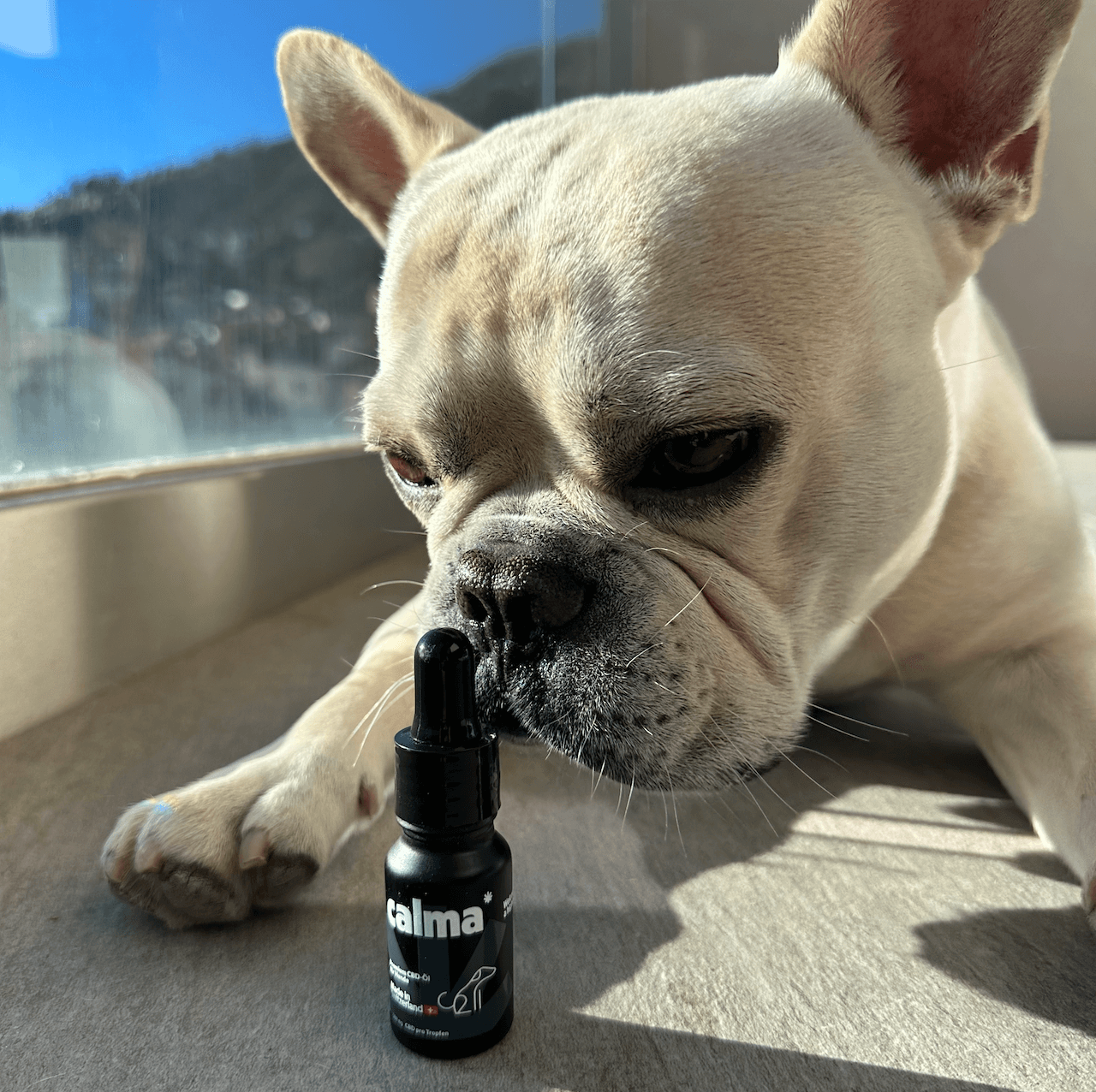 Olio CBD per cani 🐶