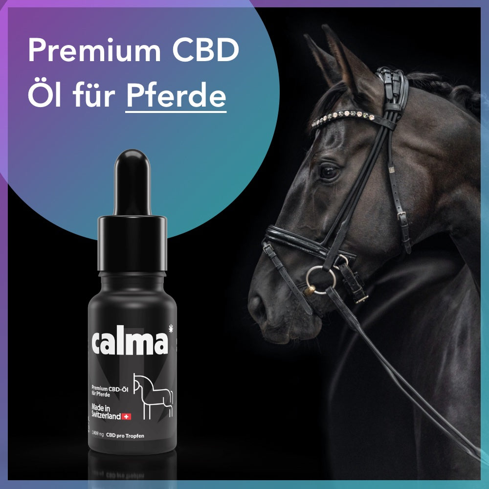 Olio CBD per cavalli 🐴