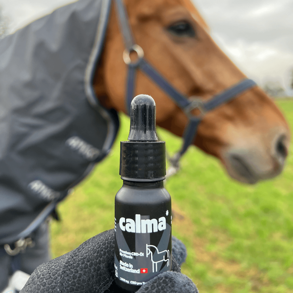 Olio CBD per cavalli 🐴